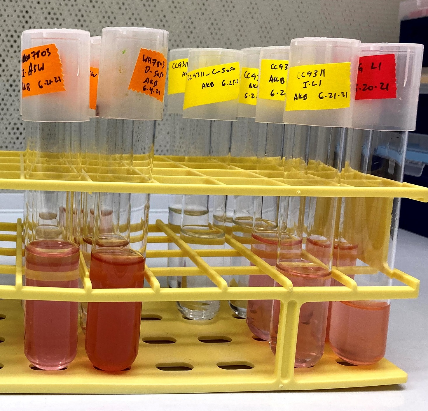 Synechococcus strains growing in the lab